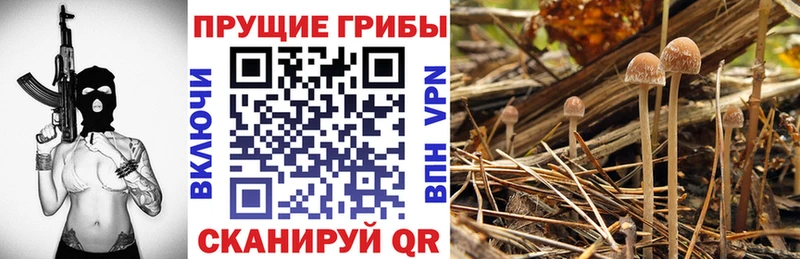 Псилоцибиновые грибы Cubensis  Купить  Печора 